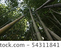Bamboo forest 54311841