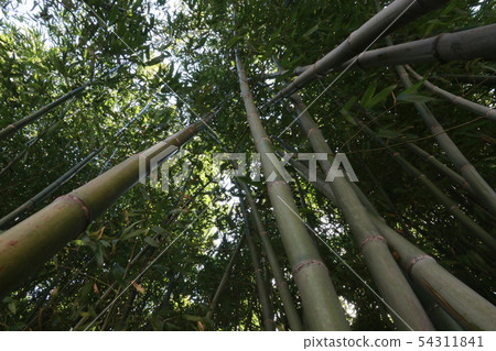Bamboo forest Bamboo forest 54311841