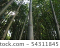 Bamboo forest 54311845