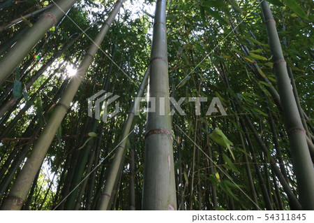 Bamboo forest 54311845