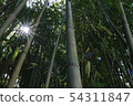 Bamboo forest 54311847