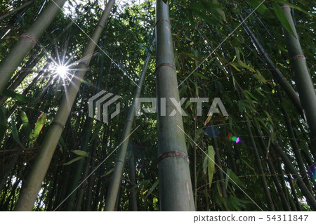 Bamboo forest Bamboo forest 54311847
