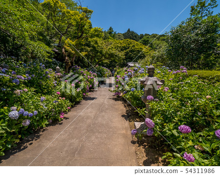 Tanshu Kannon Temple Ajisai Temple 54311986