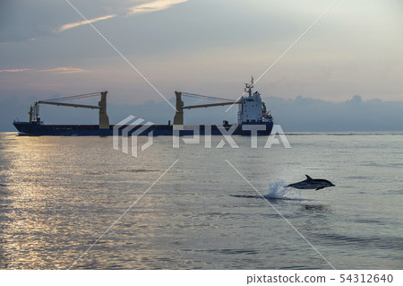 striped dolphin jumpin at sunset in front of striped dolphin jumpin at sunset in front of 54312640