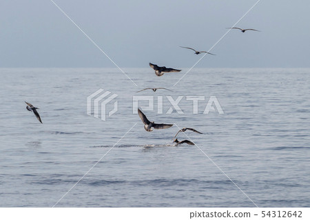 Many seagulls on the sea at sunset fighting for 54312642