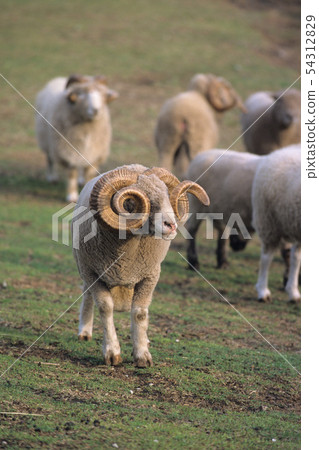螺旋角羊 54312829