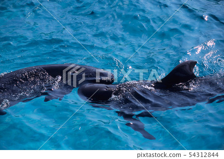 A friend of dolphins 54312844