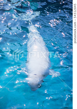 White dolphin White dolphin 54312845