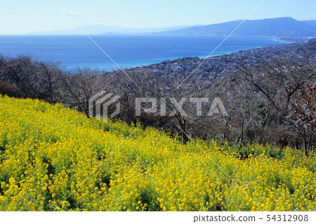 Rapeseed hill and sea 54312908