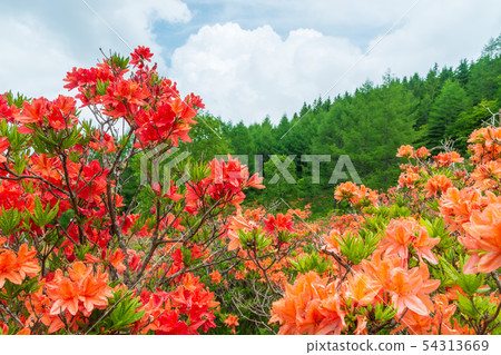 Acupuncture moxibustion 54313669