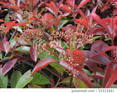 Kaname Memochi Kaname Memochi 54313881