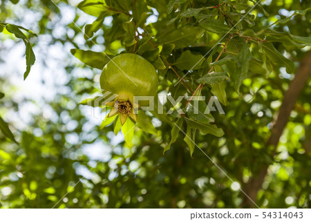 Fresh green young fruit of a pomegranate on a 54314043