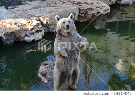 A brown bear stands on a gray stone and looks at A brown bear stands on a gray stone and looks at 54314045