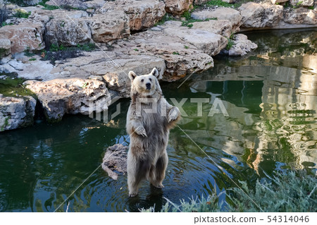 A brown bear stands on a gray stone and looks at A brown bear stands on a gray stone and looks at 54314046
