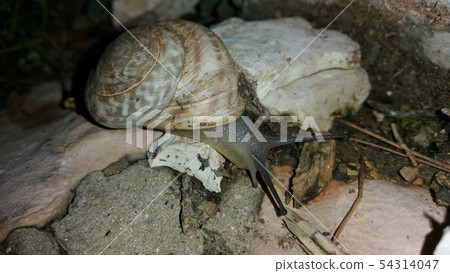 Snails gliding on the wet grass and moss texture. 54314047