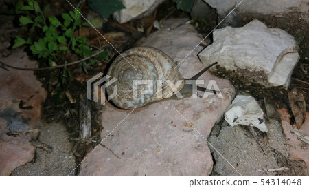 Snails gliding on the wet grass and moss texture. 54314048