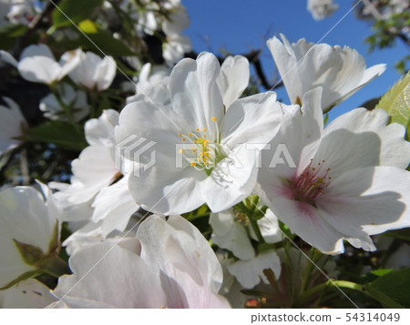 櫻花櫻桃 櫻花櫻桃 54314049