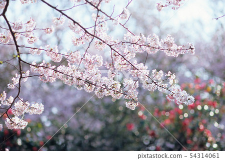 櫻花 54314061