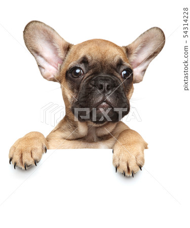 Close-up of a French Bulldog Puppy above banner, 54314228