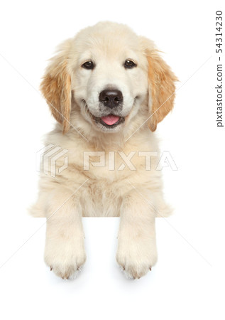 Happy dog above banner, 54314230