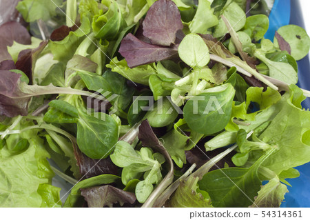 two-colored salad with freshness-saving package two-colored salad with freshness-saving package 54314361