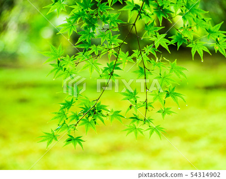 Blue maple image Sansenin 54314902