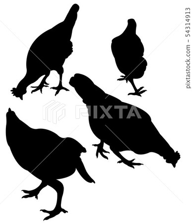 chickens body silhouette vector 54314913