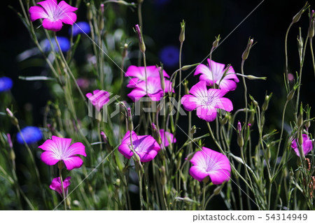 Agrostemma Agrostemma 54314949