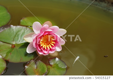 睡蓮睡蓮 54315127