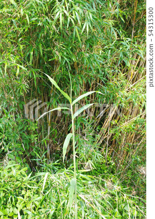 From bamboo shoots to female bamboo 54315300