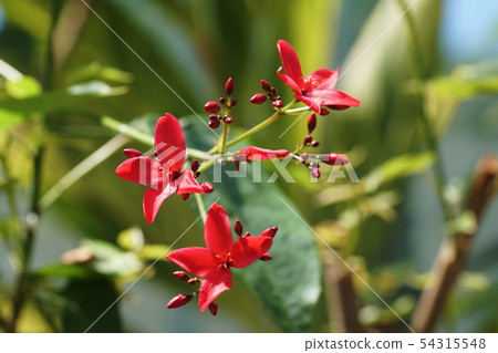 南太平洋櫻桃（麻風樹屬）Japtropha hostata 54315548