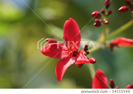 南太平洋櫻桃(麻風樹屬)Japtropha hostata 南太平洋櫻桃(麻風樹屬)Japtropha hostata 54315549