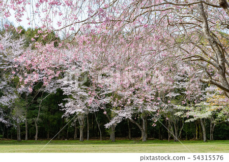 Weeping cherry tree 32 54315576