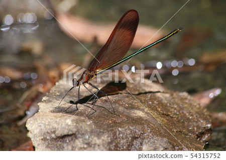 Miyama Kawatombo Miyama Kawatombo 54315752
