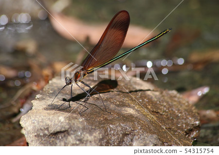 Miyama Kawatombo Miyama Kawatombo 54315754