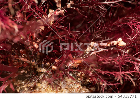 Tengusa root Tengusa root 54315771