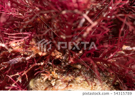 Tengusa root Tengusa root 54315789