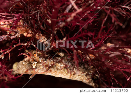 Tengusa root Tengusa root 54315790