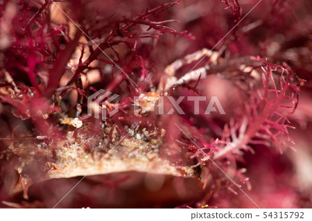 Tengusa root Tengusa root 54315792