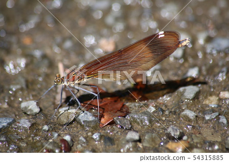 Miyama Kawatombo 54315885