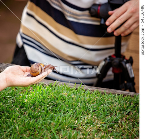 A Cooktown Bi-Colored Snail 54316496