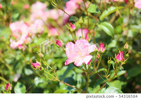 Roses of flowers Hana Roses of flowers Hana 54316584