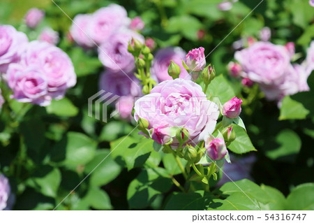 Rose flower shinobi Rose flower shinobi 54316747