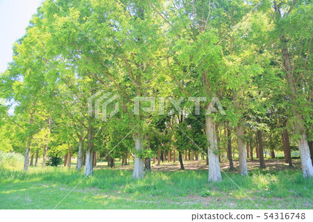 Early summer park 54316748