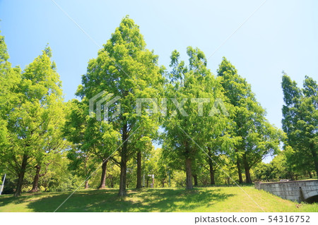 Park of early summer New green Metasequoia 54316752