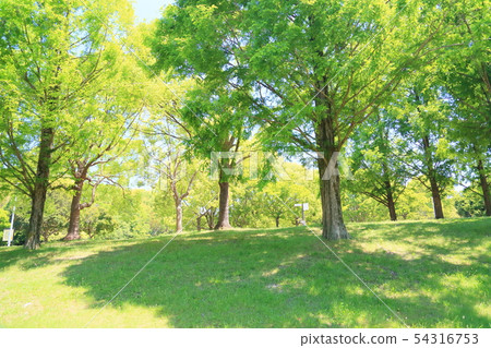 Fresh green park fresh green metasequoia 54316753