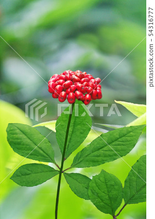 Korea Ginseng Red Berries 54316777