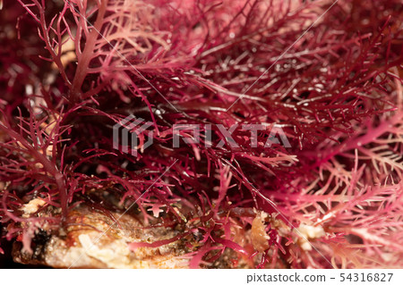 Tengusa root 54316827