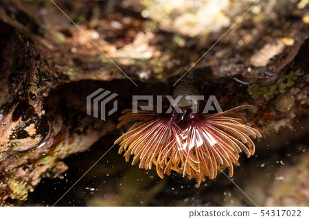 Caterpillar 54317022