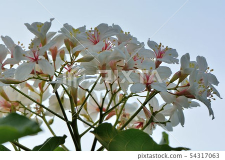 Tung tree flower, May snow 54317063